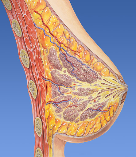 Diagnosis and treatment of breast conditions